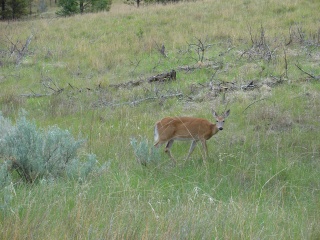 A whitetailed deer