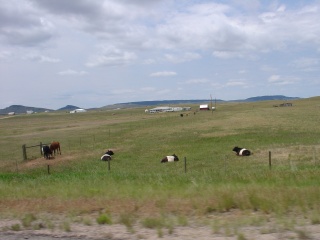 Striped cows
