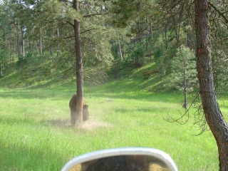 A bison using a tree for a scratching post