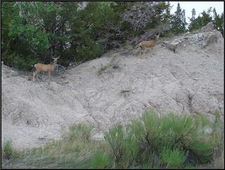 Morning deer