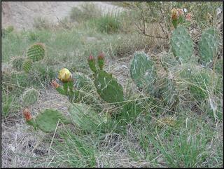 Cacti