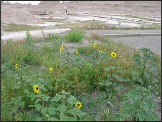 Wild Sunflowers