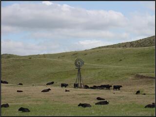 Cows and windmills, go Nebraska