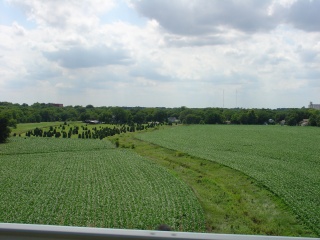 Corn, saw a bit of this today