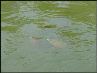 There were goldfish the size of your arm, but Theresa thought the turtles were cuter
