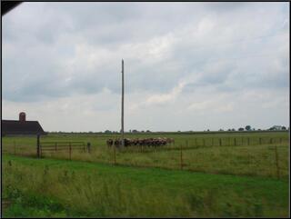 Cows in a row