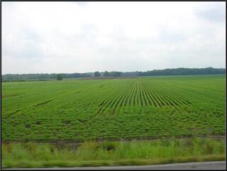 Theresa likes to think strawberries, or soy beans