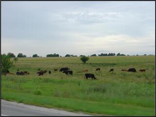 On the road back to Fort Scott, cows. It's like good medicine.