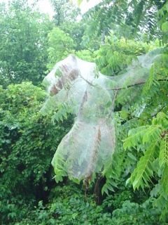 A good place to be a spider