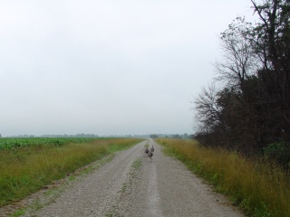 Chasing turkeys on a back road