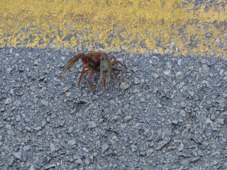 This little guy wanted to fight the bus