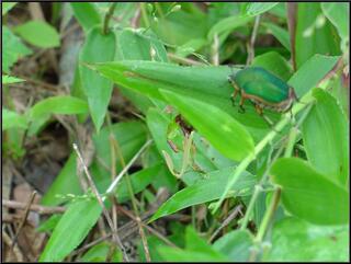 Very big green bug