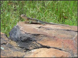 Lizard posing