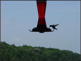 Hummingbird