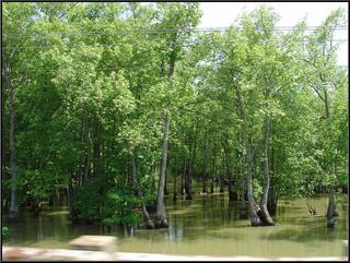 Cypress grove