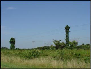 Kudzu on the poles