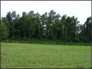 Kudzu engulfing a stand of trees