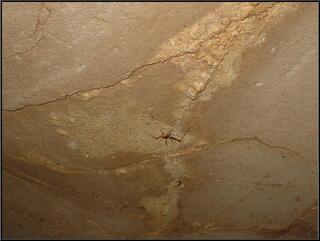 Cave grasshopper, which looks more like a daddy longleg