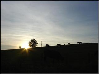 Cows at sunset
