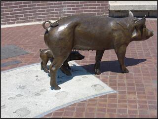 Bronze pigs in Asheville