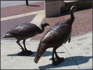 Being followed by Bronze turkeys
