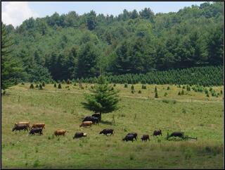 Cows on the move