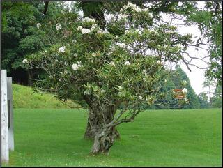 Rhododendron shrub