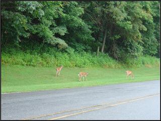 Deer at dusk, after a rain