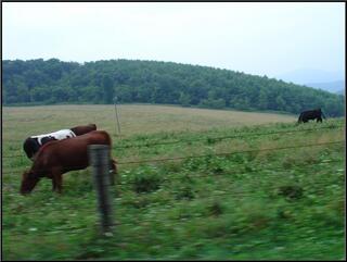 Motion cows