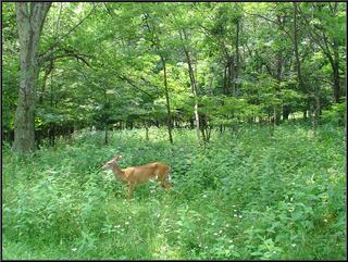 Deer near Skyland