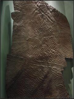 Very cool fossil of really strange tracks of an ancient animal of which there is no record