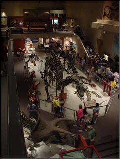 A room of dinosaurs, how cool is that?
