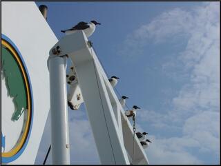 A seagull gang