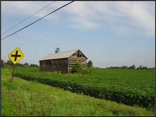 Old barn being taken over by folliage