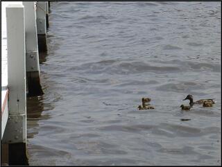 ...ducks