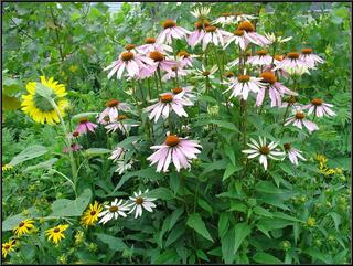 Part of a large and very pretty garden on the way to the P-A-R-K