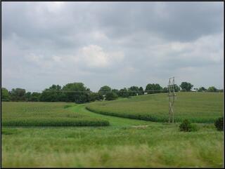 Corn, it's hard to find around here