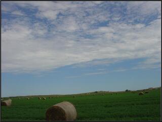 More plastic wrapped hay bales