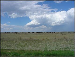 Cows and clouds
