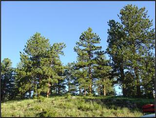 Rocky Mountain trees
