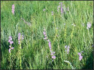 Purple wildflowers, Theresa is a big fan