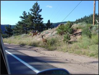 Deer on the road to Lyons
