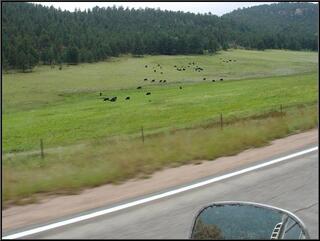 Cows on the way back to Estes Park, what would a day be without a cow shot?
