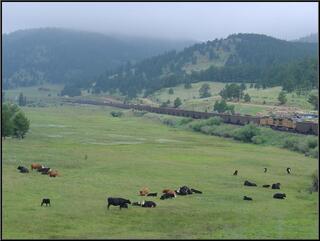 Cows and trains