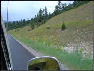 Wild sunflowers