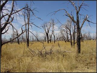 Two thirds of the park has burned since 2000