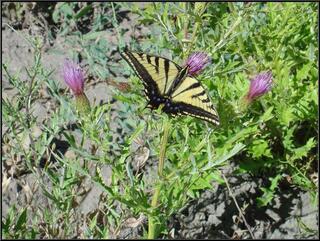 Butterfly on a thistle