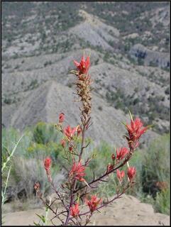 Red thistle