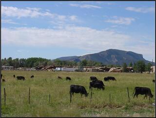 Cows on the road to Durango