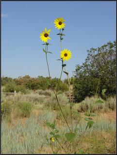 Tall wild sunflower
